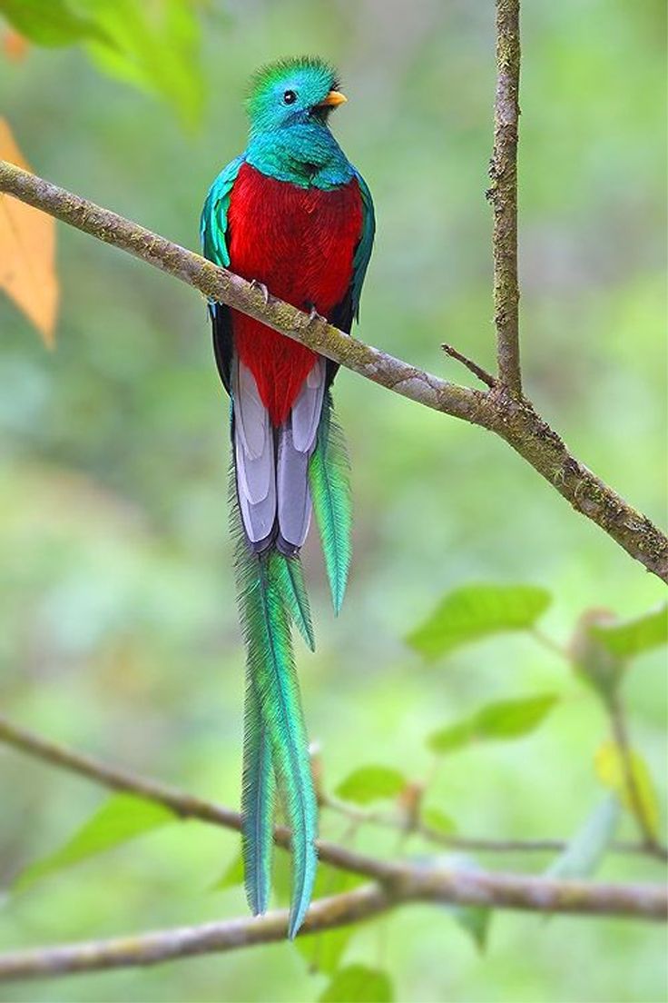 Resplendent-Quetzal. Top 20 Most Beautiful Colorful Birds in The World