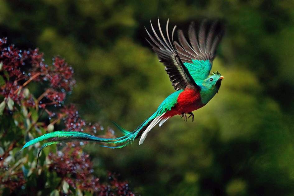Resplendent-Quetzal Top 20 Most Beautiful Colorful Birds in The World