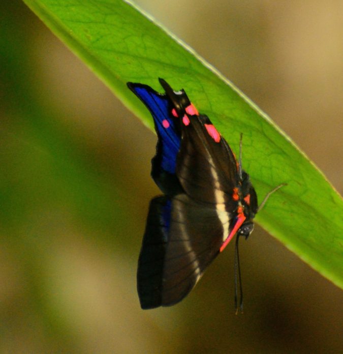 Rhetus Periander 2 Top 10 Most Beautiful Colorful Butterflies Species - 2