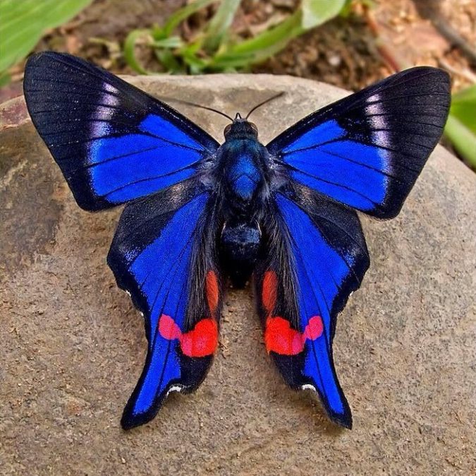 Beautiful Rhetus Periander Butterflies Species