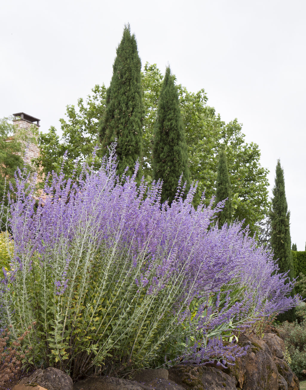 Best 30 Bright Colorful Flowers for Your Garden 47 Russian sage 1 Best 30 Bright Colorful Flowers for Your Garden - 47
