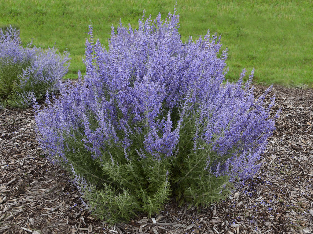 Best 30 Bright Colorful Flowers for Your Garden 48 Russian sage Best 30 Bright Colorful Flowers for Your Garden - 48