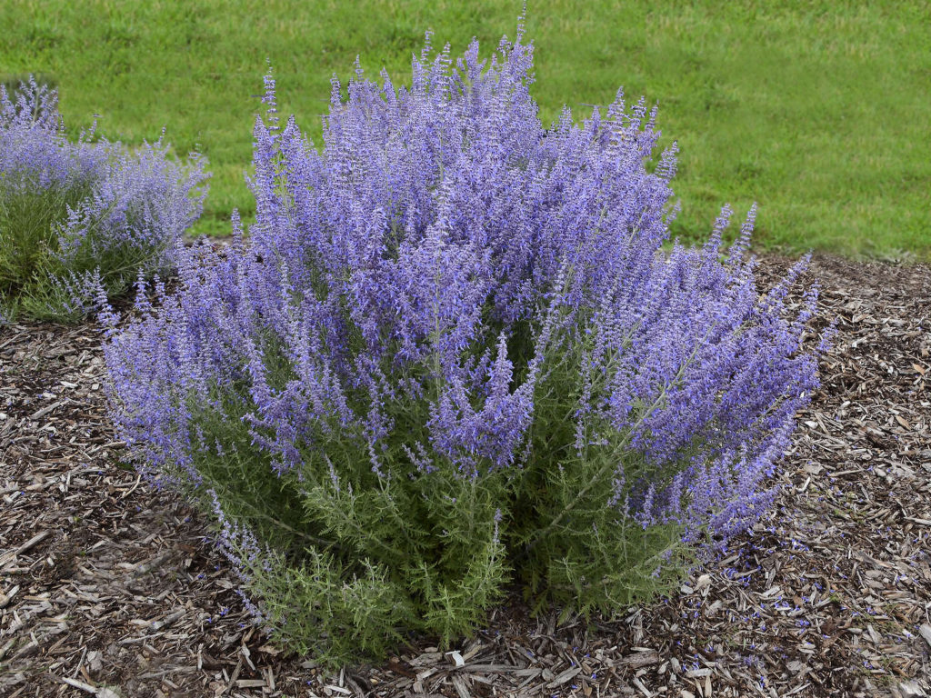 Russian sage Best 30 Bright Colorful Flowers for Your Garden - 48
