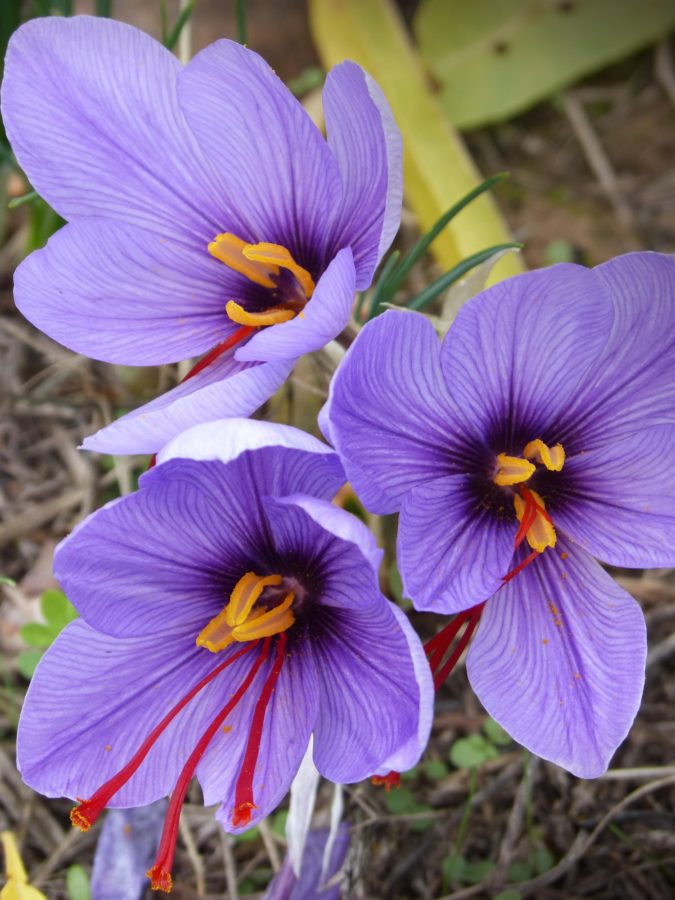 Saffron Crocus 1 Top 10 Most Expensive Flowers in The World - 23