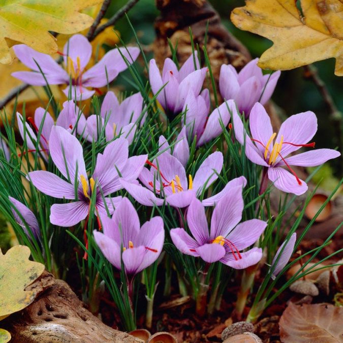 Saffron Crocus Top 10 Most Expensive Flowers in The World - 21