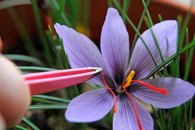 Saffron Crocus. 1 Top 10 Most Expensive Flowers in The World - 24