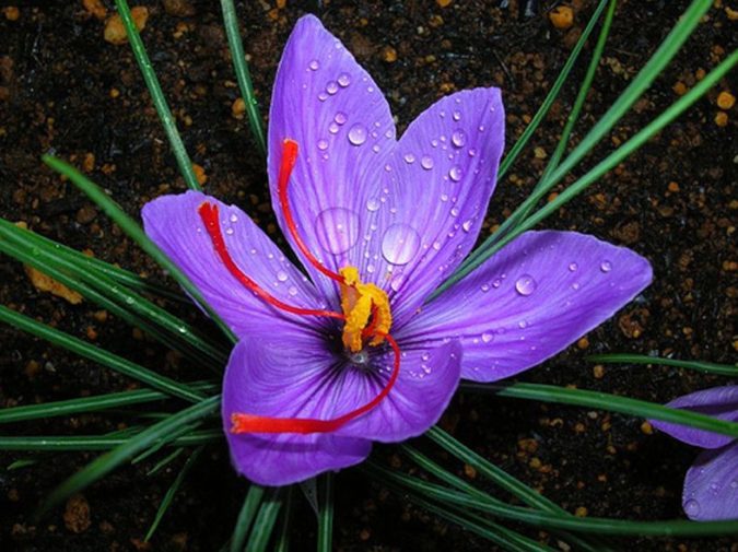 Saffron Crocus. Top 10 Most Expensive Flowers in The World - 22