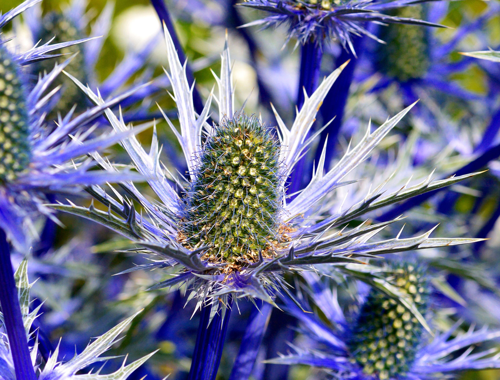 Sea Holly 1 Best 30 Bright Colorful Flowers for Your Garden - 49