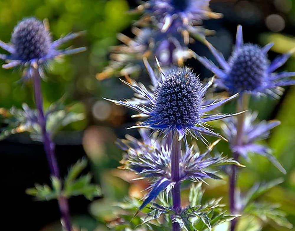 Best 30 Bright Colorful Flowers for Your Garden 50 Sea Holly.. Best 30 Bright Colorful Flowers for Your Garden - 50