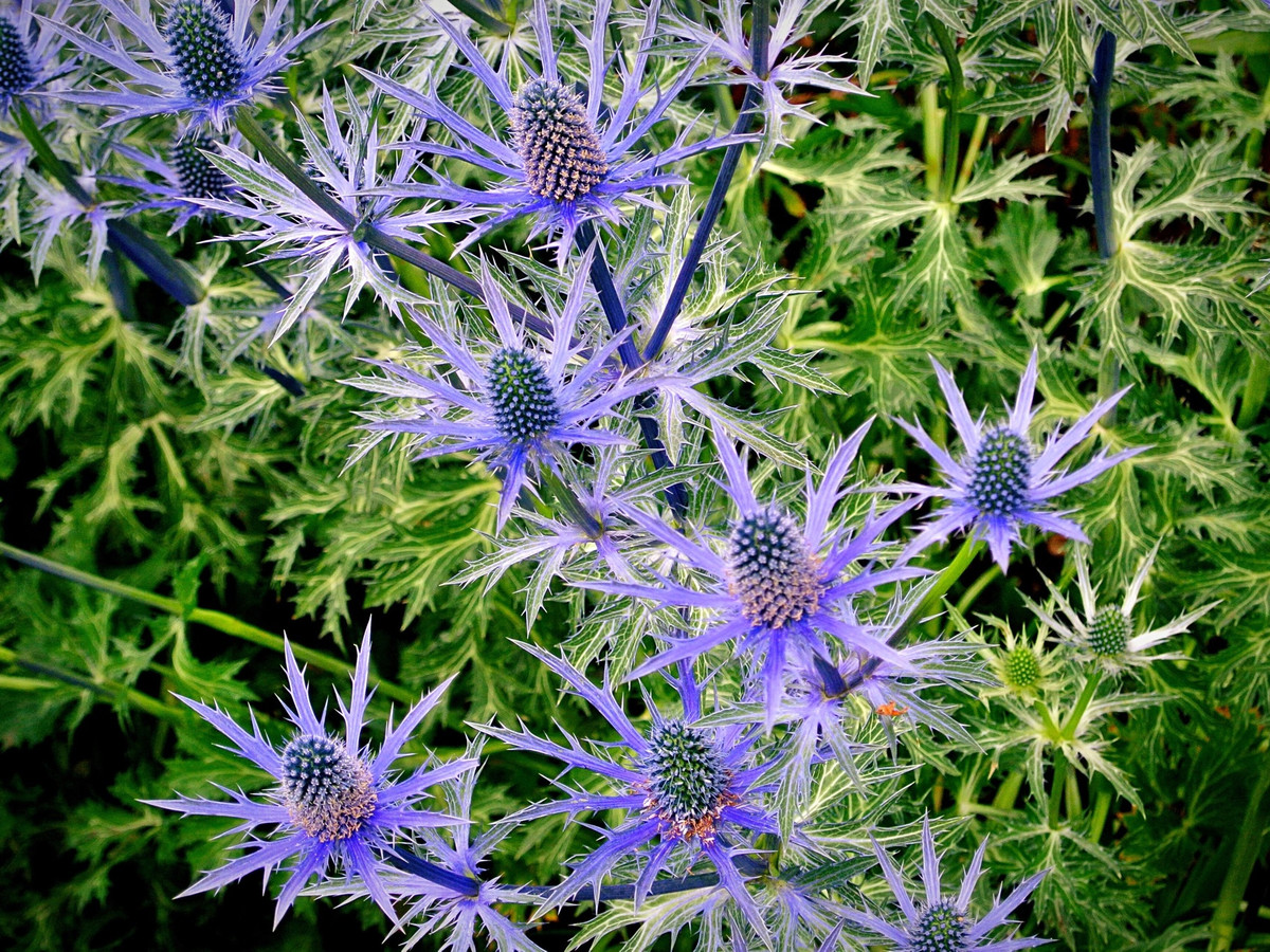 Best 30 Bright Colorful Flowers for Your Garden 51 Sea Holly. Best 30 Bright Colorful Flowers for Your Garden - 51