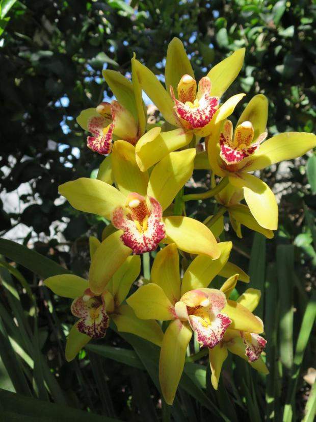 Shenzhen Nongke Orchid 1 Top 10 Most Expensive Flowers in The World - 30