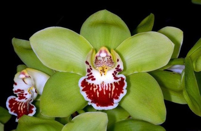 Shenzhen Nongke Orchid Top 10 Most Expensive Flowers in The World - 28