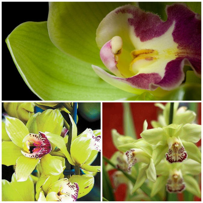 Shenzhen Nongke Orchid. Top 10 Most Expensive Flowers in The World - 29