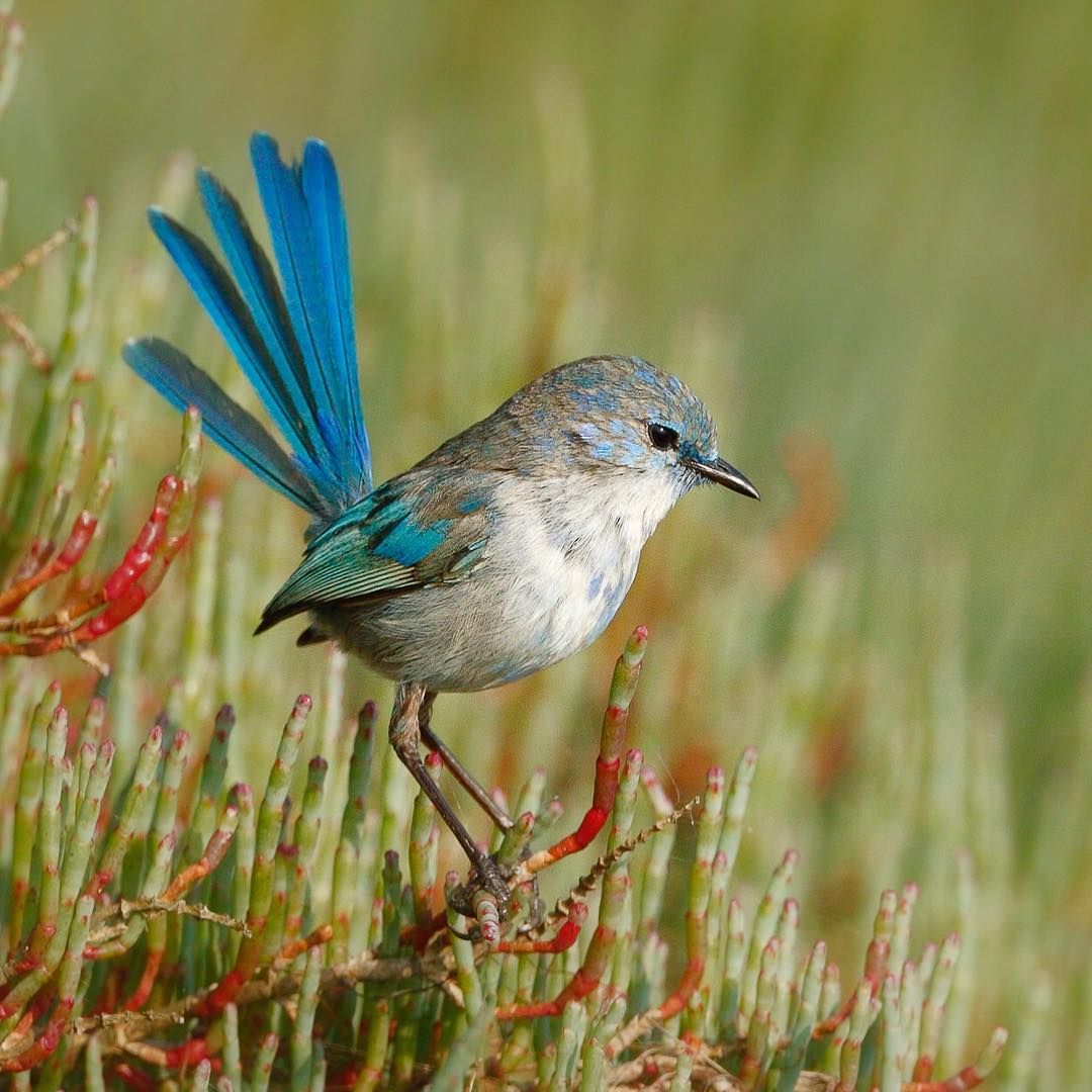 Splendid fairy wren 1 Top 20 Most Beautiful Colorful Birds in The World - 73
