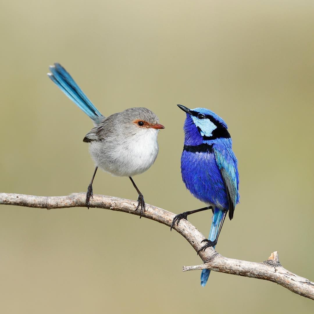 Splendid fairy wren. 1 Top 20 Most Beautiful Colorful Birds in The World - 72