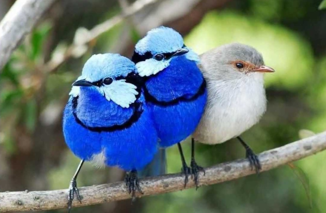 Splendid fairy wren.. Top 20 Most Beautiful Colorful Birds in The World - 74