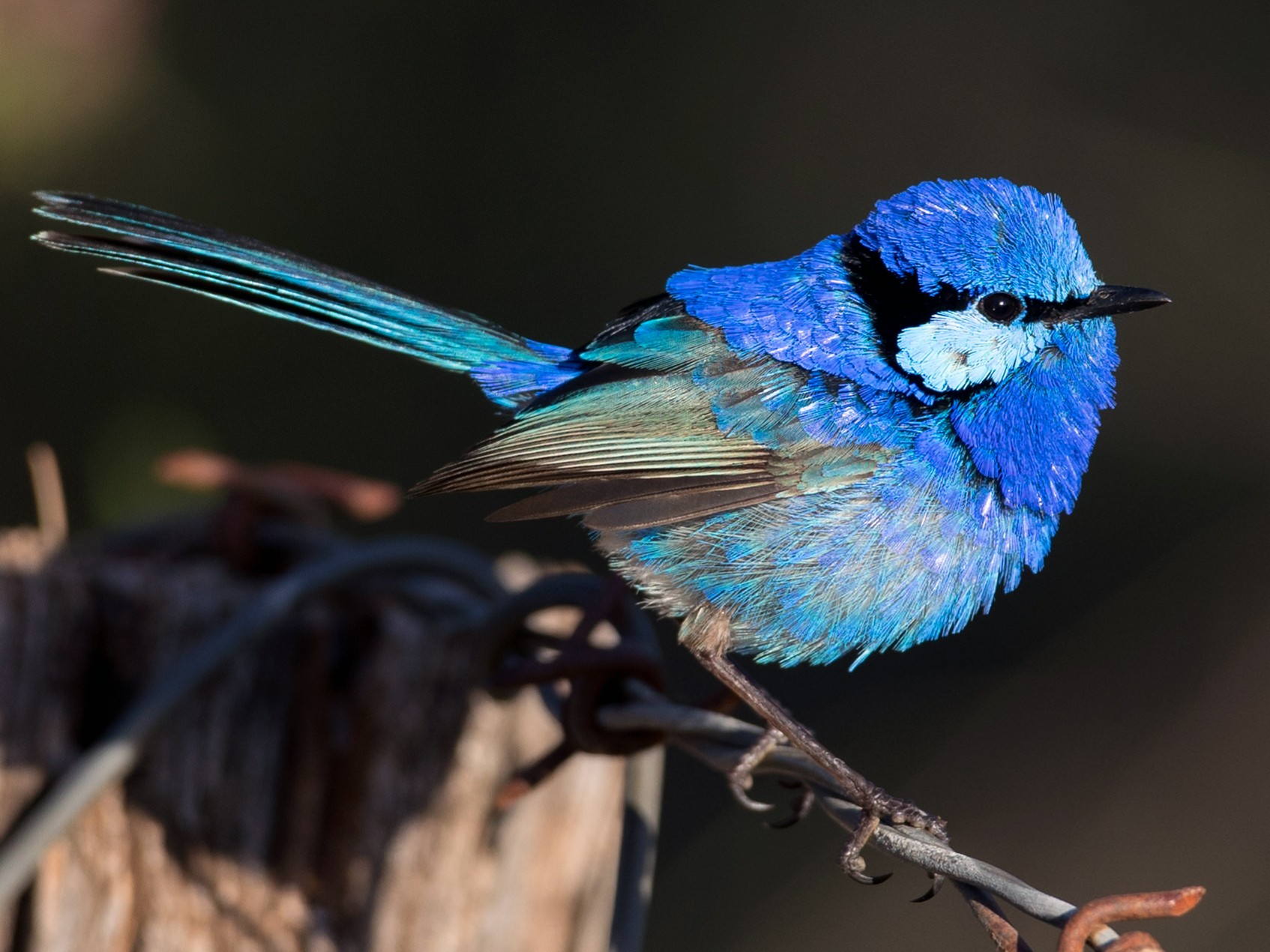 Splendid fairy wren Top 20 Most Beautiful Colorful Birds in The World - 71
