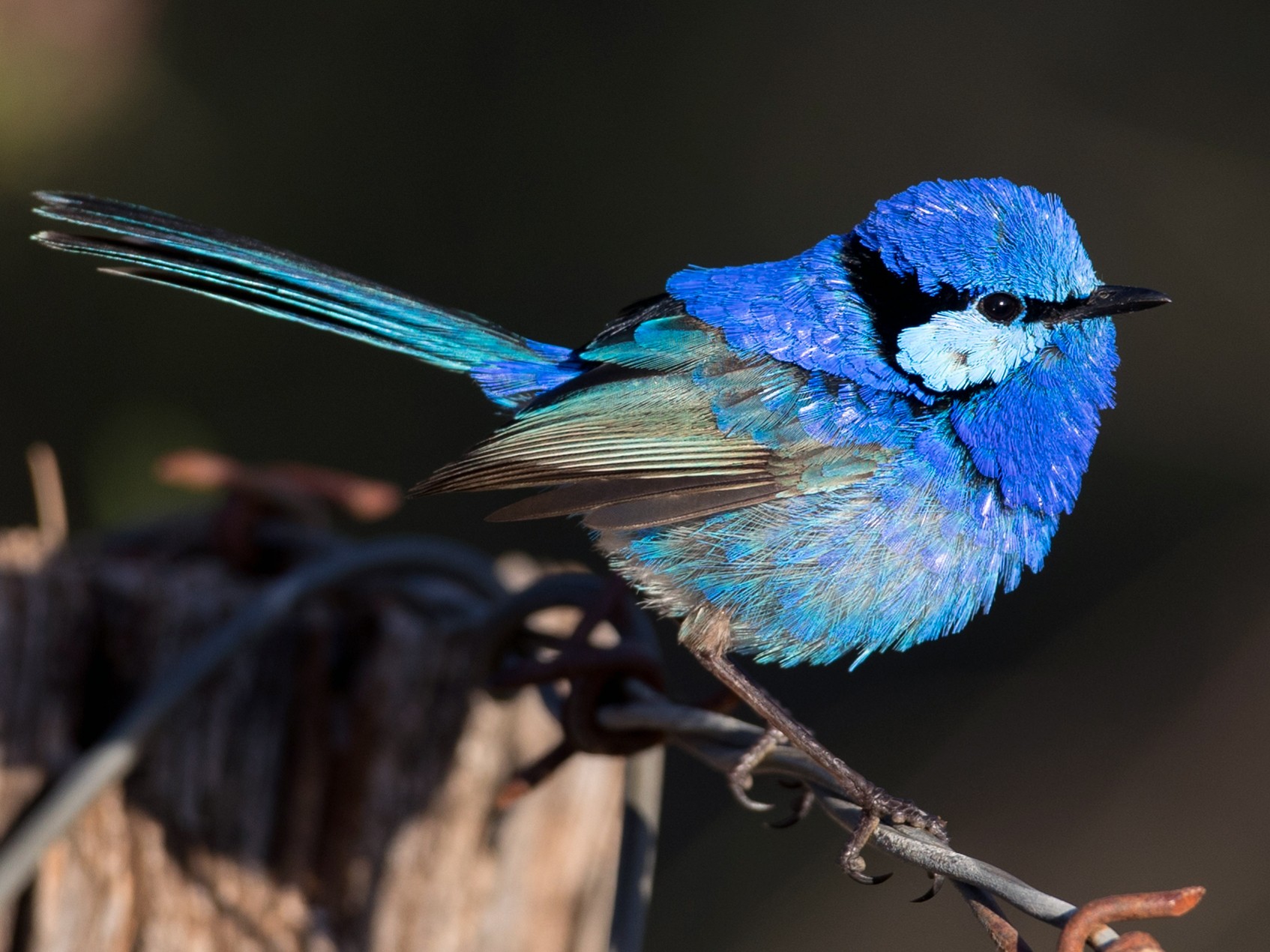 Splendid-fairy-wren Top 20 Most Beautiful Colorful Birds in The World