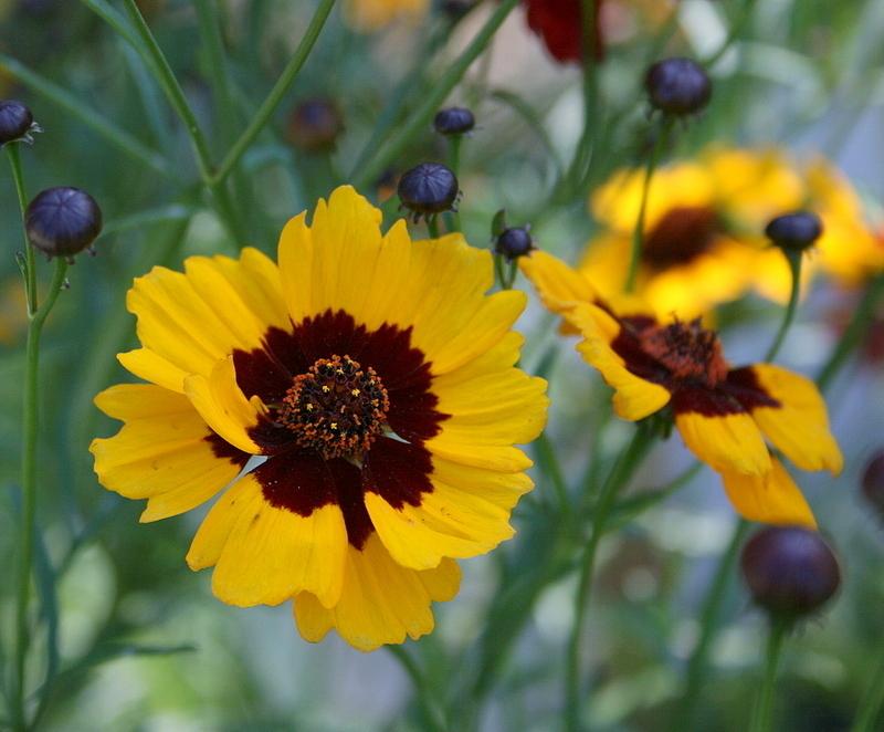 Best 30 Bright Colorful Flowers for Your Garden 29 Tickseed. Best 30 Bright Colorful Flowers for Your Garden - 29