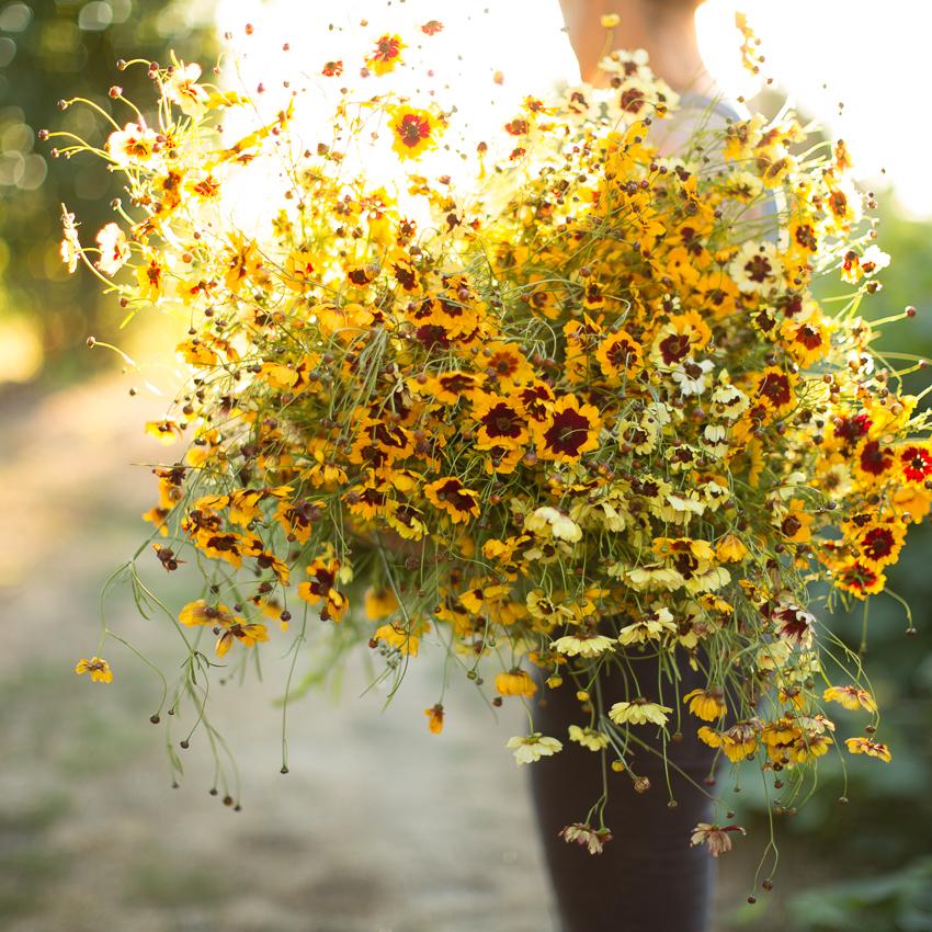Best 30 Bright Colorful Flowers for Your Garden 30 Tickseed Best 30 Bright Colorful Flowers for Your Garden - 30