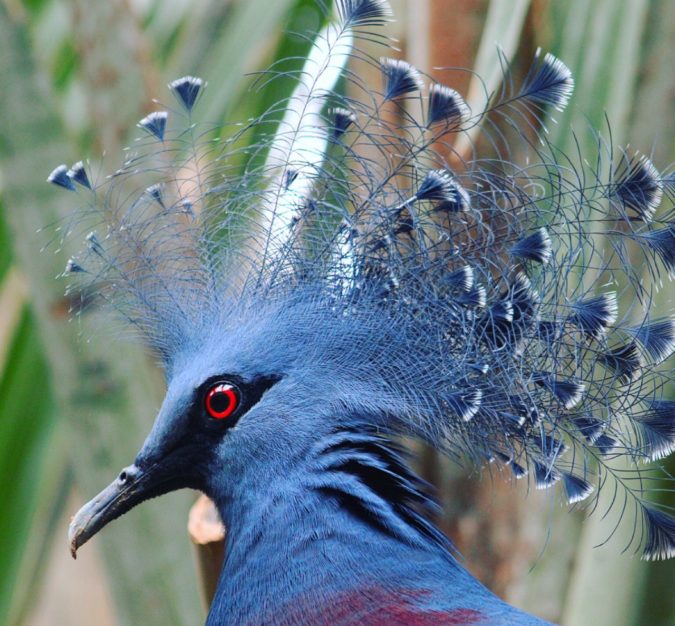 Victoria crowned pigeon 1 Top 20 Most Beautiful Colorful Birds in The World - 50