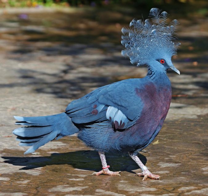Victoria crowned pigeon e1597404322540 Top 20 Most Beautiful Colorful Birds in The World - 48