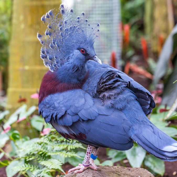 Victoria crowned pigeon. Top 20 Most Beautiful Colorful Birds in The World - 48