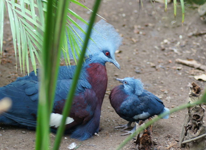 Victoria crowned pigeon.. Top 20 Most Beautiful Colorful Birds in The World - 50