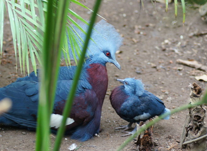 Victoria-crowned-pigeon..-675x492 Top 20 Most Beautiful Colorful Birds in The World