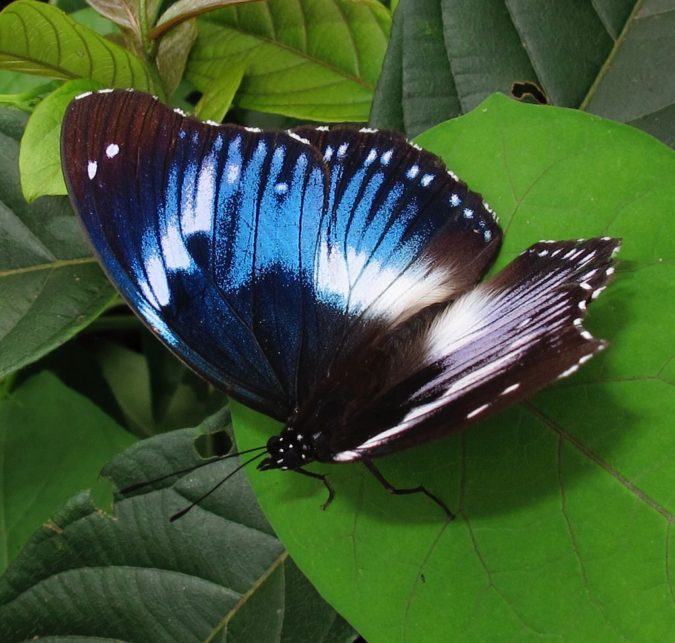 Colored Western Blue Beauty Butterflies Species