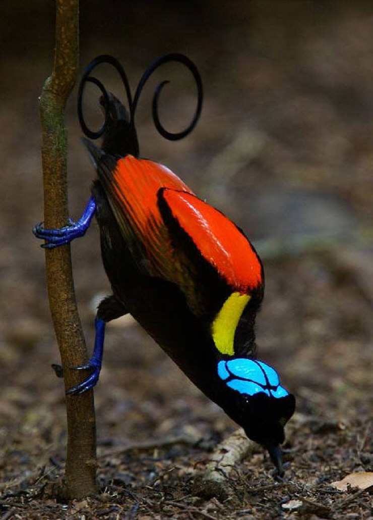 Wilsons-bird-of-paradise-2 Top 20 Most Beautiful Colorful Birds in The World