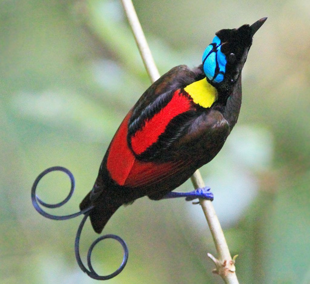 Wilsons bird of paradise. 1 Top 20 Most Beautiful Colorful Birds in The World - 20