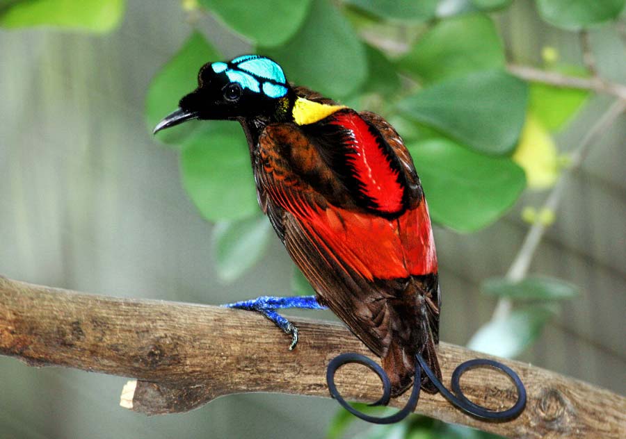 Wilsons bird of paradise Top 20 Most Beautiful Colorful Birds in The World - 18