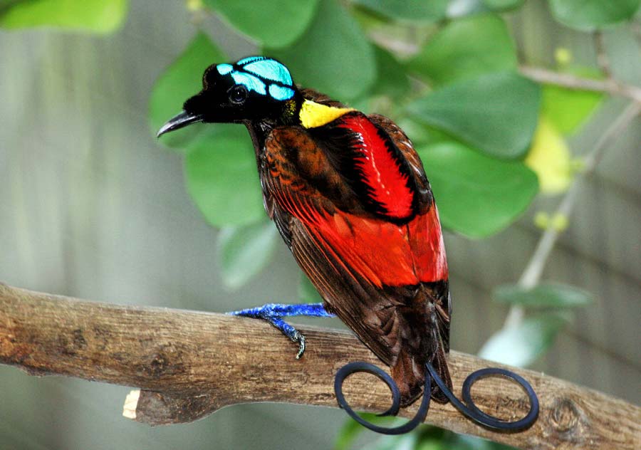 Wilsons-bird-of-paradise Top 20 Most Beautiful Colorful Birds in The World