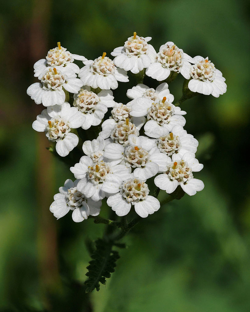 Yarrow 1 Best 30 Bright Colorful Flowers for Your Garden - 20