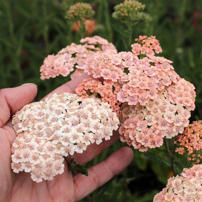 Yarrow-675x677 Top 10 Flowers that Bloom All Summer