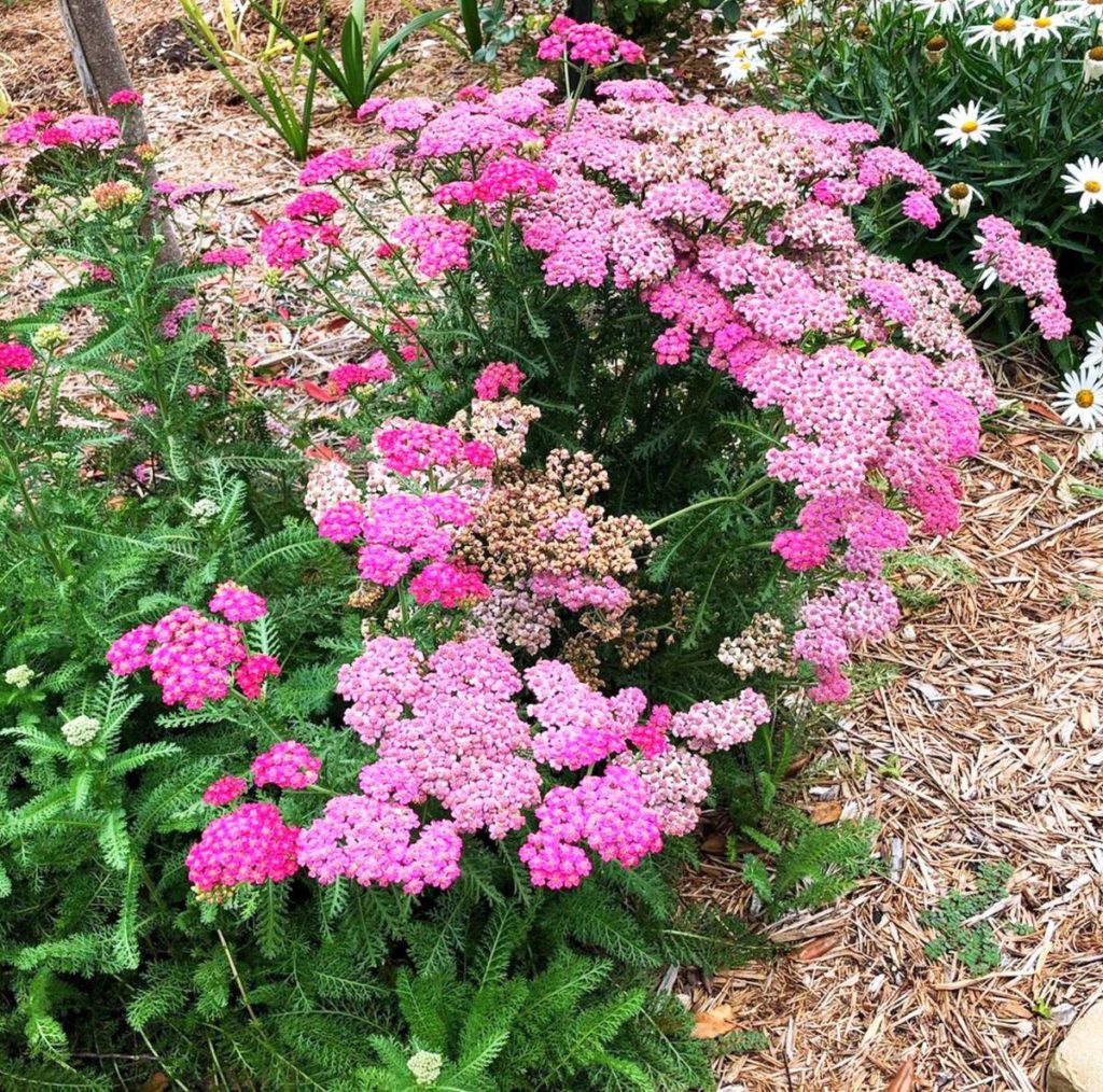 Yarrow. 1 Best 30 Bright Colorful Flowers for Your Garden - 22