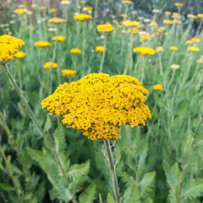 Yarrow.-675x675 Top 10 Flowers that Bloom All Summer
