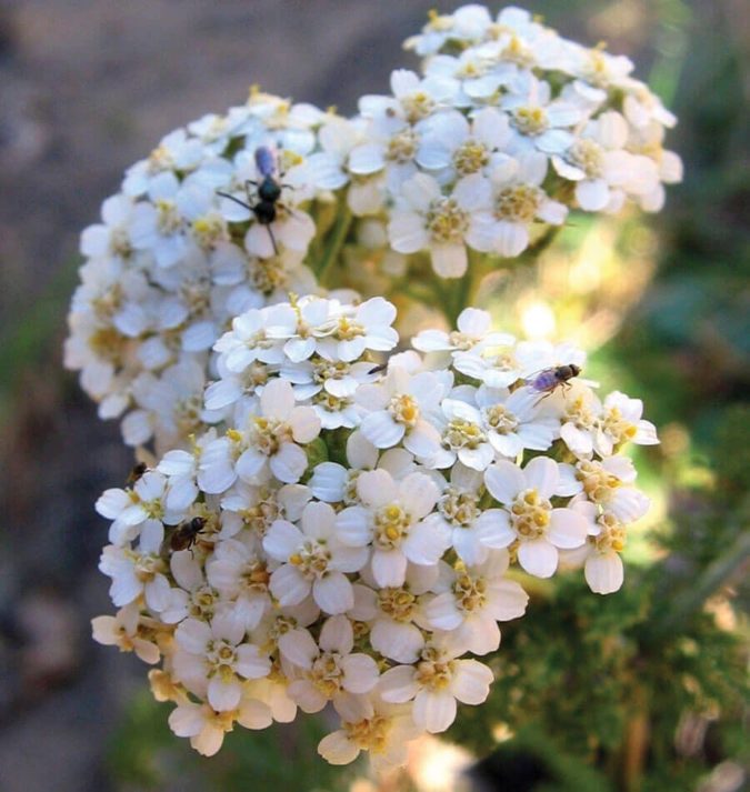 Yarrow..-1-675x713 Top 10 Flowers that Bloom All Summer