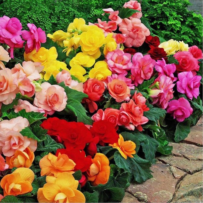 Best 30 Bright Colorful Flowers for Your Garden 69 begonias Best 30 Bright Colorful Flowers for Your Garden - 69
