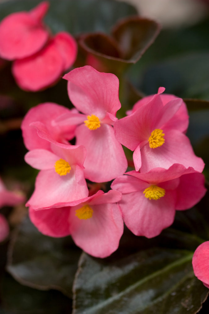 begonias.-675x1013 Best 30 Bright Colorful Flowers for Your Garden