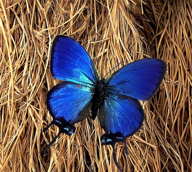 Beautiful Colorful Butterflies Species