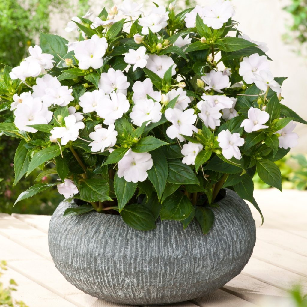Best 30 Bright Colorful Flowers for Your Garden 33 impatiens.. Best 30 Bright Colorful Flowers for Your Garden - 33
