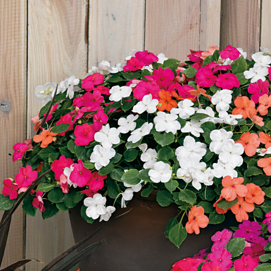 impatiens Best 30 Bright Colorful Flowers for Your Garden - 32