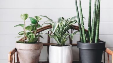 plants home decor Why Houseplants Are This Year’s Best Birthday Gifts - 8 funny Xmas gifts