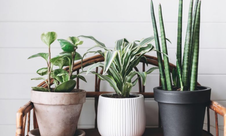 plants home decor Why Houseplants Are This Year’s Best Birthday Gifts - Houseplants helps improve mental health 1