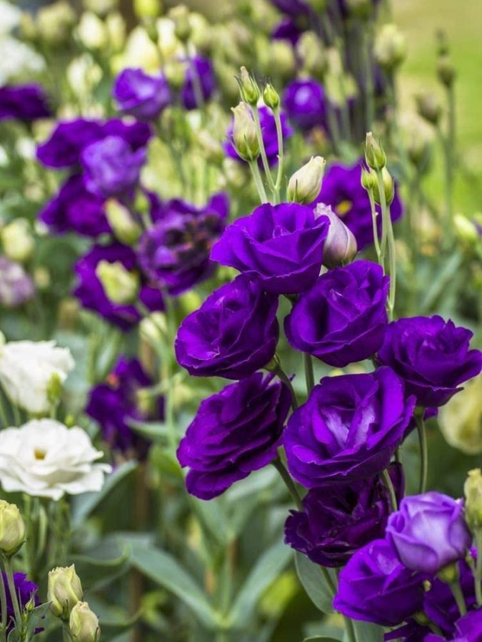 prple Lisianthus Top 10 Most Expensive Flowers in The World - 1