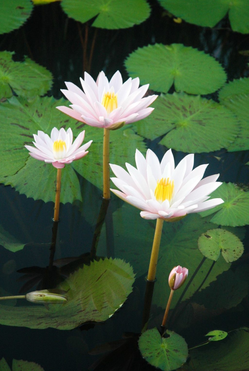 tropical night blooming water lilies 1 Top 10 Flowers that Bloom at Night - 11