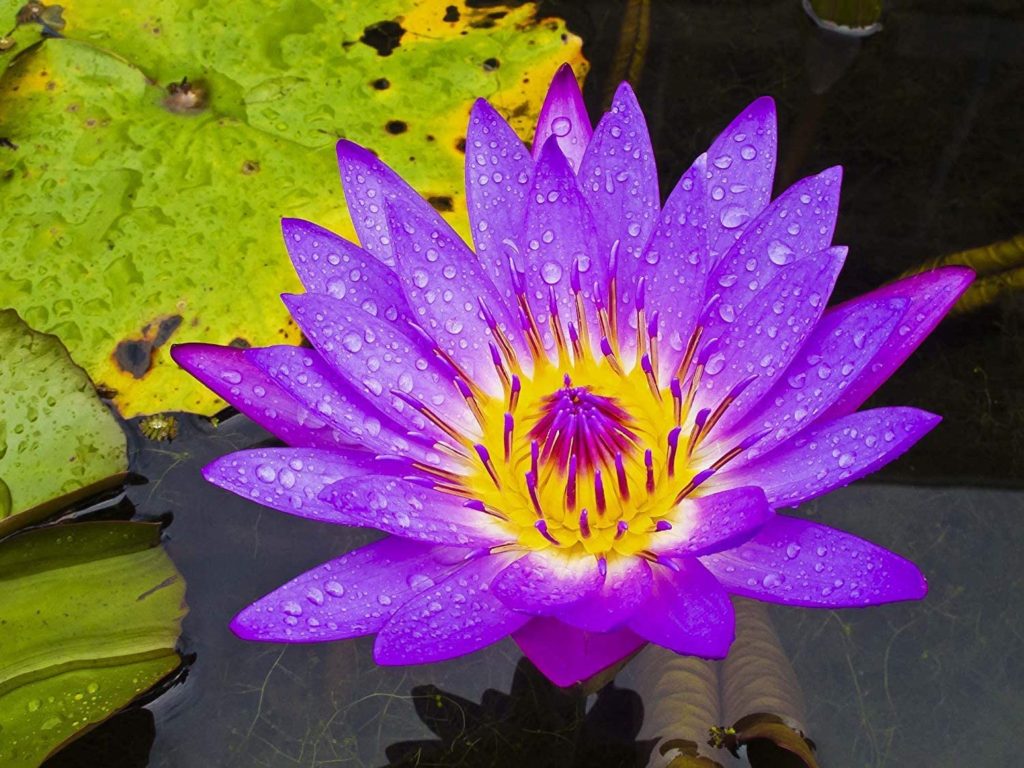 tropical night blooming water lilies. Top 10 Flowers that Bloom at Night - 13