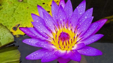 tropical night blooming water lilies. Top 10 Flowers that Bloom at Night - 7